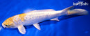 8.25" GINRIN LEMON HARIWAKE
