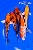PACK OF (5) 5-5.25" STANDARD KOI