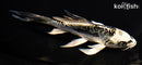 6" KIKOKURYU BUTTERFLY