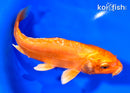 7" DOITSU ORENJI OGON