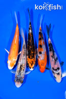 PACK OF (5) 4.25-4.5" MIXED STANDARD KOI
