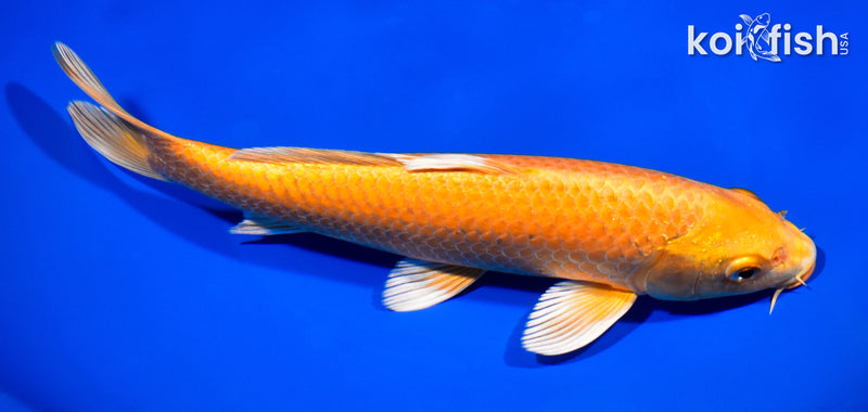 8.5" ORENJI OGON