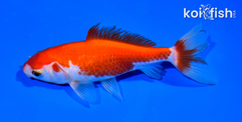4.75" WAKIN GOLDFISH