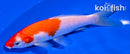5.75" KOHAKU