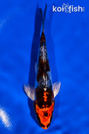 4.5" BENI KIKOKURYU