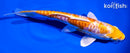 6.75" DOITSU HARIWAKE