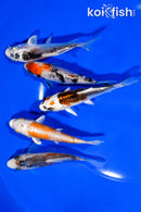 PACK OF (5) 3.75" STANDARD KOI