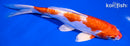 7" KIKUSUI