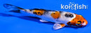 4" YAMATO NISHIKI