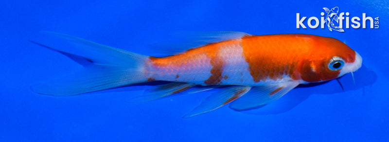 5" KOHAKU BUTTERFLY
