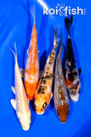 PACK OF (5) 4-4.25" MIXED STANDARD KOI