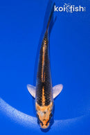 4.5" KUJAKU
