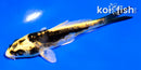 4" ARAGOKE KIN KIKOKURYU