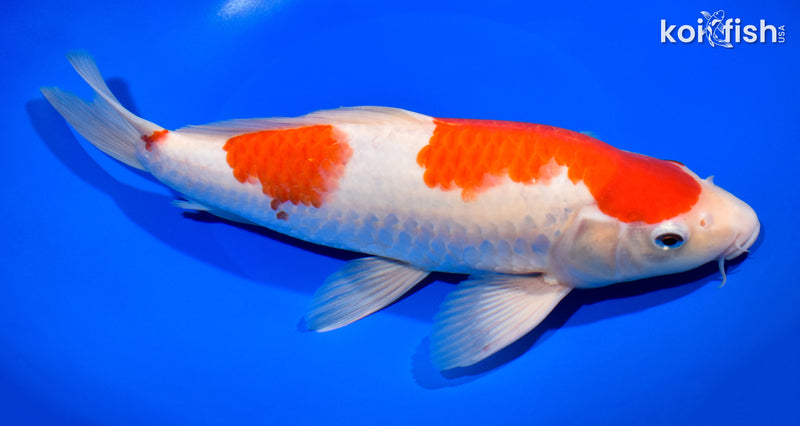 11.25" KOHAKU
