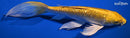 8.75" GINRIN YAMABUKI OGON BUTTERFLY