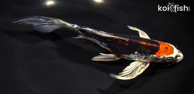 8.75" BENI KIKOKURYU BUTTERFLY