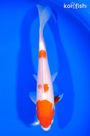 8.5" KOHAKU