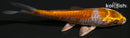 4" DOITSU METALLIC OCHIBA SHIGURE