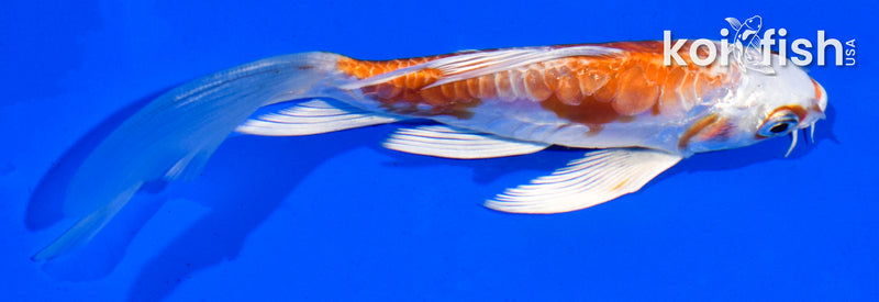 5" KIKUSUI BUTTERFLY