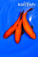 PACK OF (3) 4.5-4.75" COMET GOLDFISH