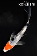 4" HEISEI NISHIKI BUTTERFLY