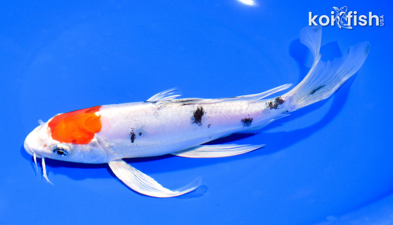 8.5" TANCHO HEISEI NISHIKI BUTTERFLY
