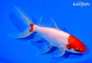 7.25" WATONAI GOLDFISH