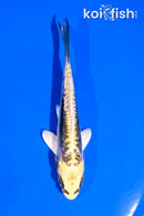 5" KIN KIKOKURYU