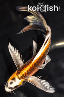 7.25" ARAGOKE BENI KIKOKURYU BUTTERFLY