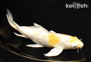 7.25" LEMON HARIWAKE BUTTERFLY