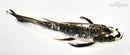 8" ARAGOKE KIKOKURYU BUTTERFLY