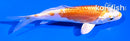 4.5" KIKUSUI