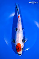9" DOITSU SHOWA