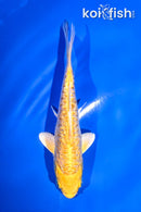 5" YAMABUKI OGON