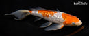 8.25" GINRIN OCHIBA SHIGURE BUTTERFLY