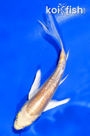 4.5" DOITSU YAMABUKI OGON BUTTERFLY