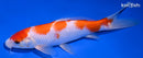 7.5" KOHAKU