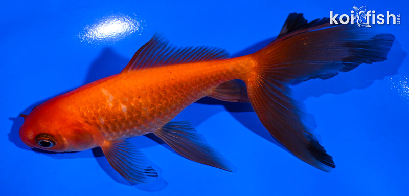 5" WATONAI GOLDFISH