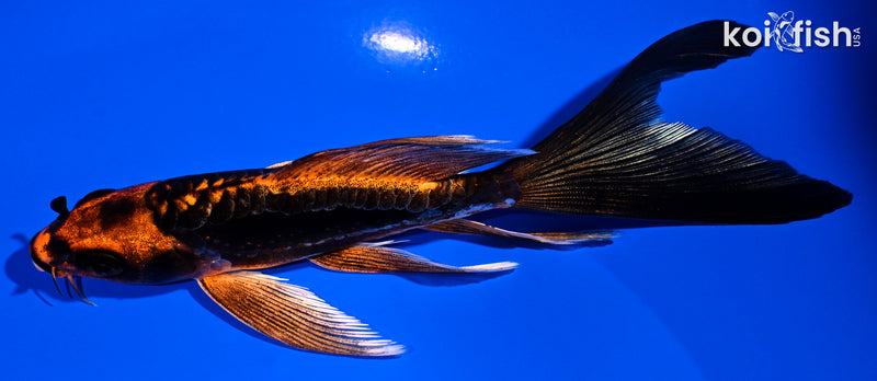 5.5" BENNI KIKOKURYU BUTTERFLY