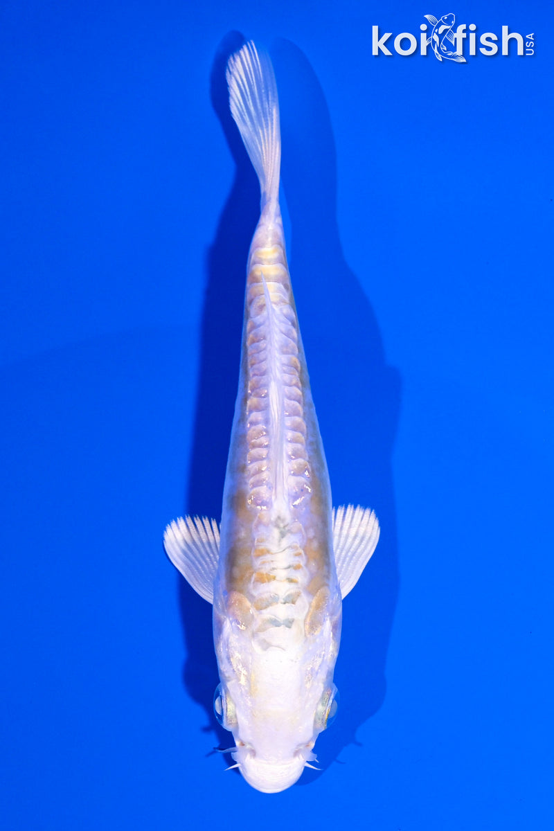 4.75" DOITSU LEMON HARIWAKE