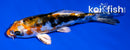 4" HEISEI NISHIKI