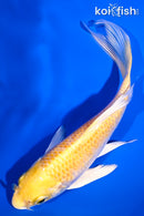 5.5" YAMABUKI OGON BUTTERFLY