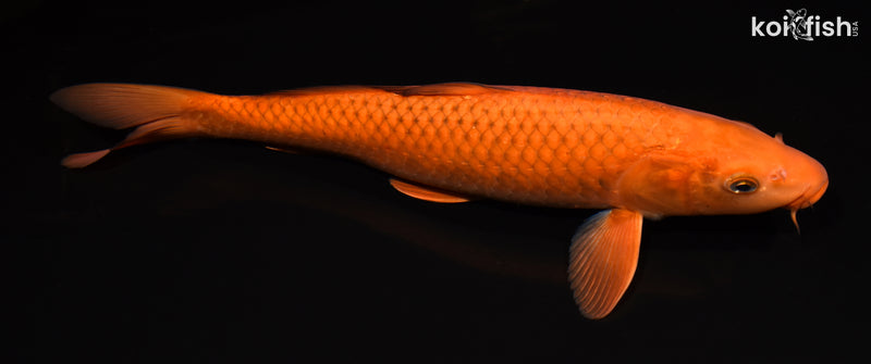 14.75" CHAGOI