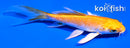 4.5" YAMABUKI OGON BUTTERFLY