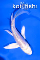 4" DOITSU PLATINUM OGON BUTTERFLY