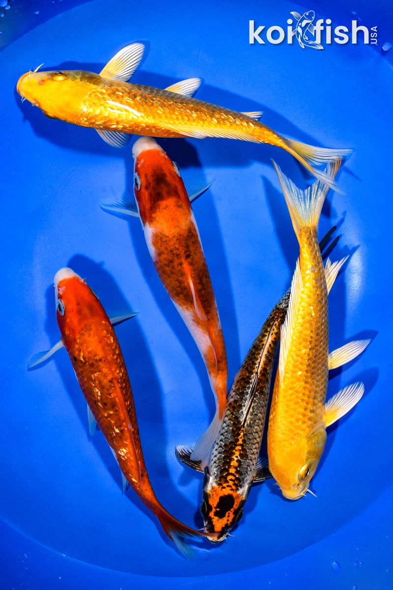 PACK OF (5) 6.5"-7" STANDARD KOI