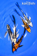 PACK OF (5) 5.5" BUTTERFLY KOI