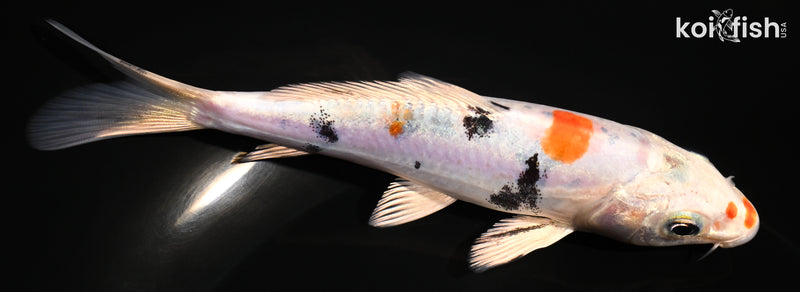5.5" HEISEI NISHIKI