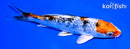 5.25" GINRIN YAMATO NISHIKI