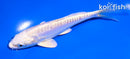 5" ARAGOKE PLATINUM OGON